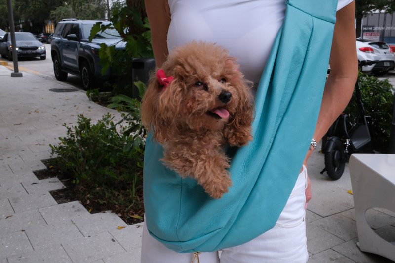 A small apricot poodle settled in the carrier worn crossbody, head and front paws over the edge.